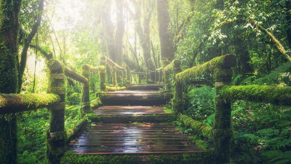 森林と階段